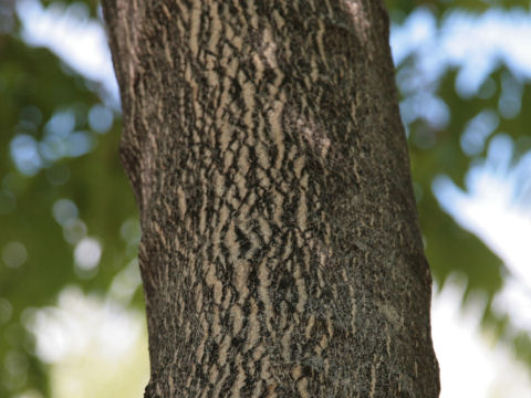 Ailanthus altissima