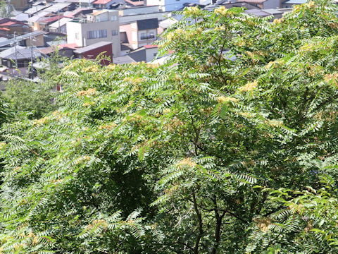 Ailanthus altissima