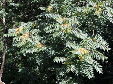 Ailanthus altissima