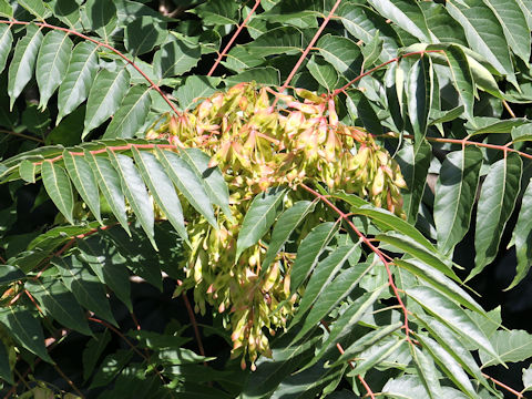 Ailanthus altissima