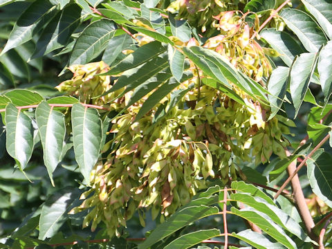 Ailanthus altissima