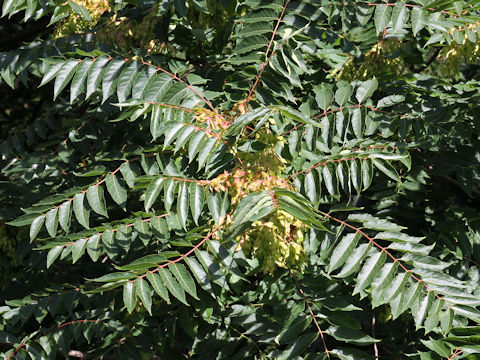 Ailanthus altissima