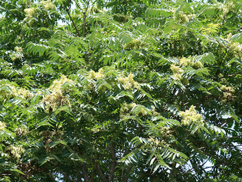 Ailanthus altissima