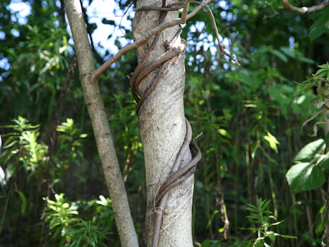 Ailanthus altissima