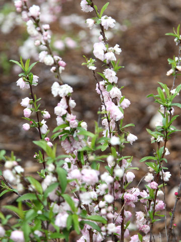 Prunus glandulosa