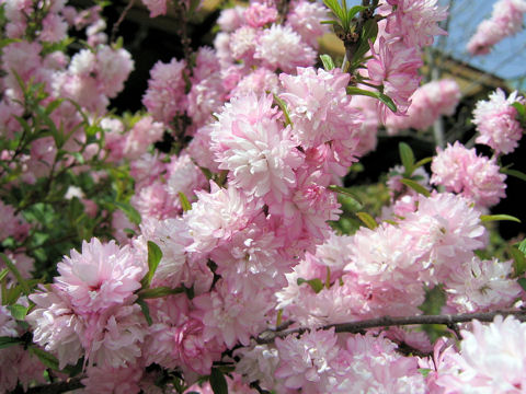 Prunus glandulosa