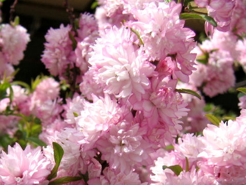 Prunus glandulosa