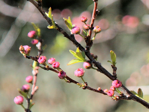 Prunus glandulosa