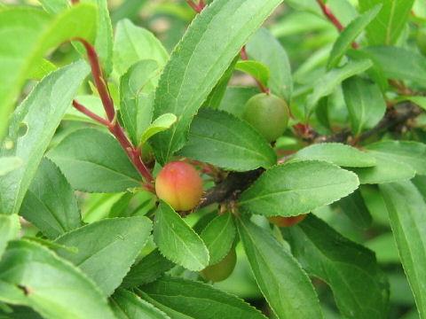 Prunus glandulosa