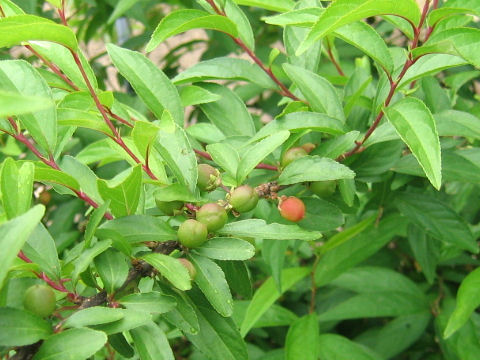 Prunus glandulosa