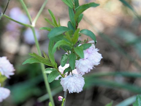 Prunus glandulosa