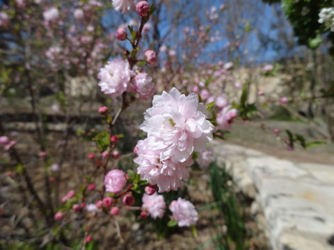 Prunus glandulosa