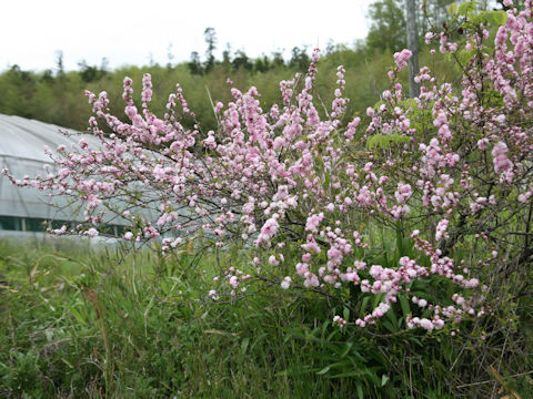 Prunus glandulosa