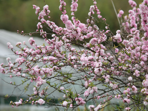 Prunus glandulosa