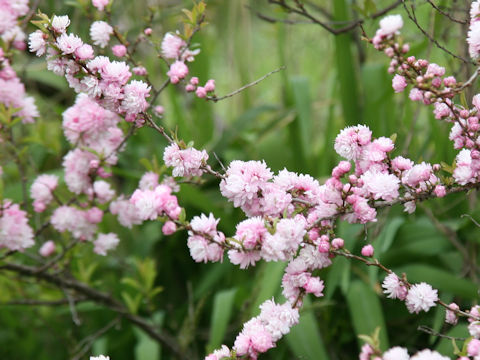 Prunus glandulosa