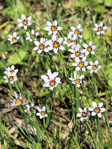 Sisyrinchium atlanticum