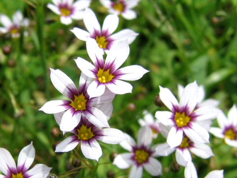 Sisyrinchium atlanticum