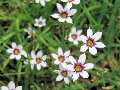 Sisyrinchium atlanticum