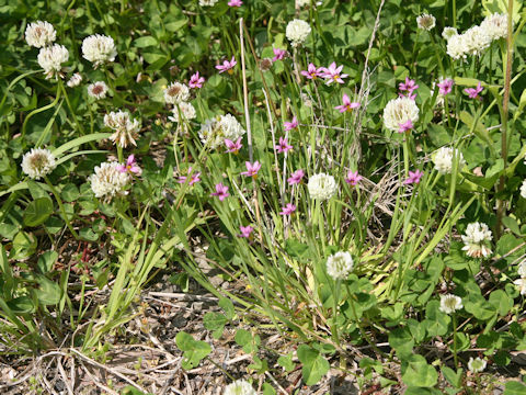 Sisyrinchium atlanticum