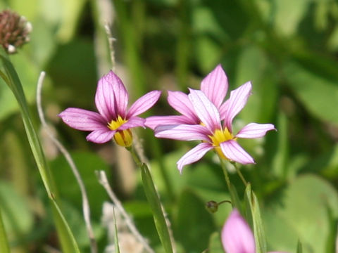 Sisyrinchium atlanticum