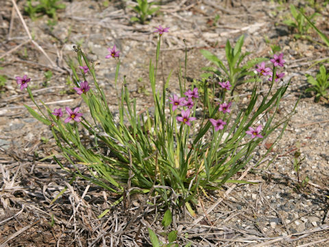 Sisyrinchium atlanticum