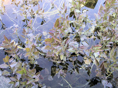 Oenanthe javanica cv. Nishikizeri