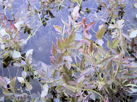Oenanthe javanica cv. Nishikizeri