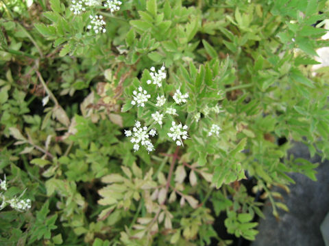 Oenanthe javanica cv. Nishikizeri