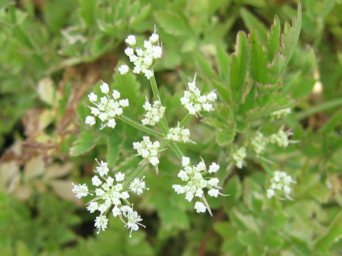 Oenanthe javanica cv. Nishikizeri