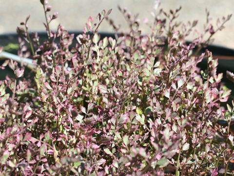 Oenanthe javanica cv. Nishikizeri