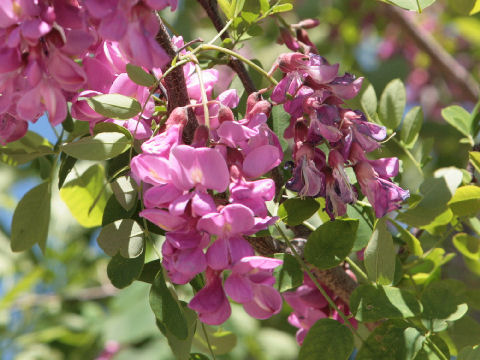 Robinia neomexicana