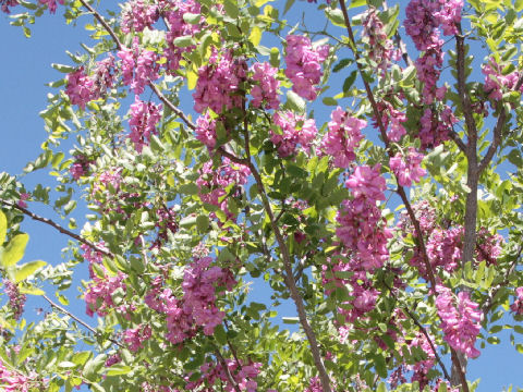 Robinia neomexicana