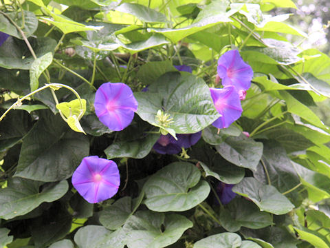 Ipomoea indica