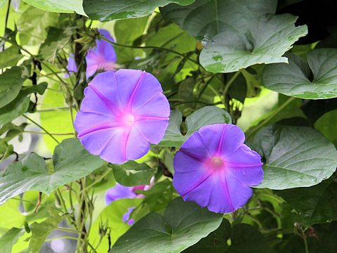 Ipomoea indica