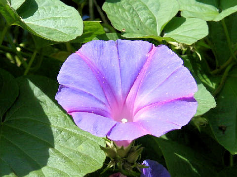 Ipomoea indica