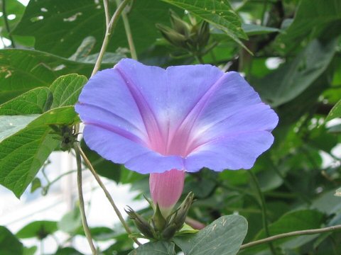 Ipomoea indica cv. Ocean Blue