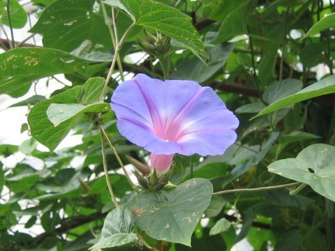 Ipomoea indica cv. Ocean Blue