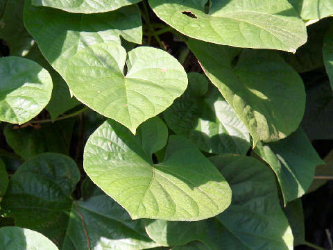 Ipomoea indica