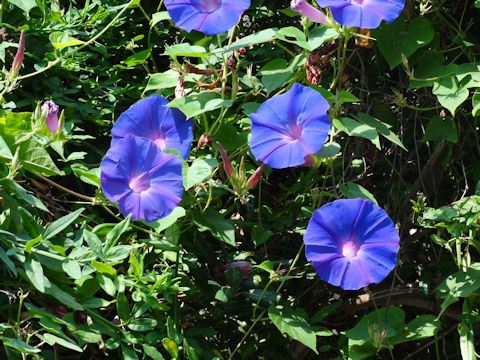 Ipomoea indica