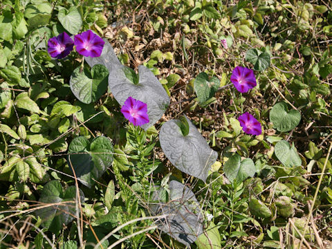 Ipomoea indica