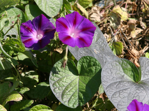 Ipomoea indica