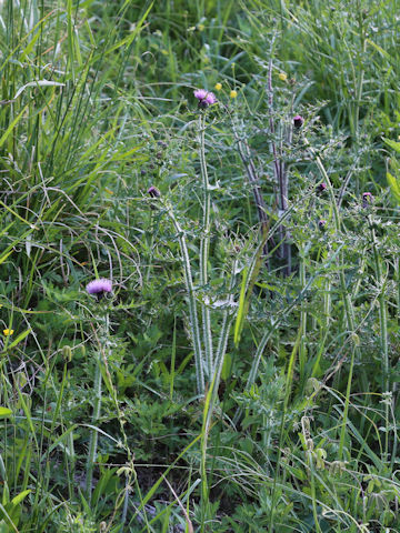 Cirsium japonicum