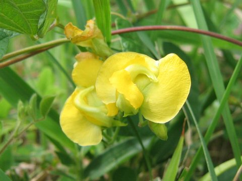 Dunbaria villosa