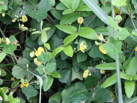 Dunbaria villosa