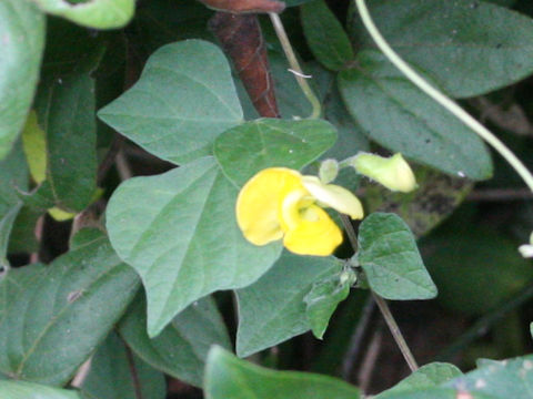 Dunbaria villosa