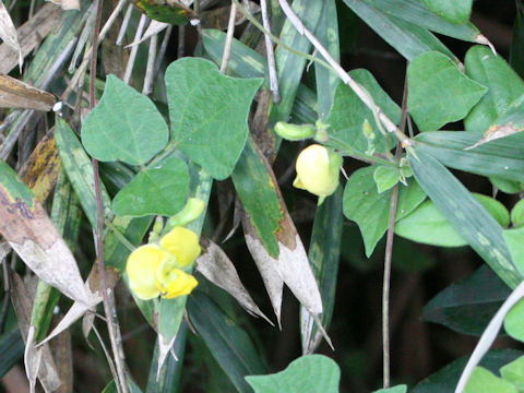 Dunbaria villosa