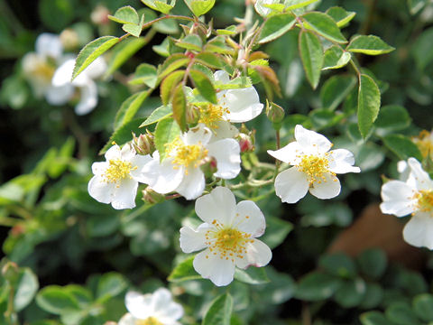 Rosa multiflora