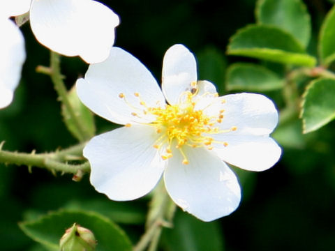 Rosa multiflora