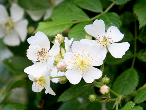 Rosa multiflora