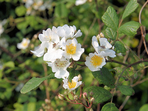 Rosa multiflora